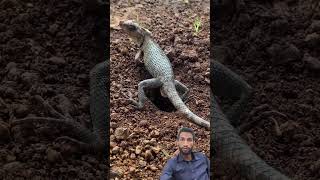 Oriental lizard laying eggs in the ground lizard shorts short animals [upl. by Htur]