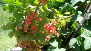 Currants Berries Organic Backyard Garden  Updates Progress Harvest 2015 [upl. by Augusta]