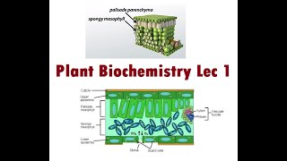 Lecture 1 Introduction to Mesophyllic cell [upl. by Phoebe58]