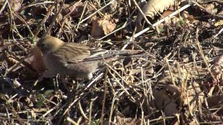 野鳥撮影・ ハギマシコ Asian Rosy finch 4K [upl. by Bilak960]