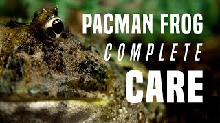 Pacman Frog Care Guide Everything You Need To Know [upl. by Ayrad772]