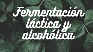 Fermentación Láctica y Alcohólica [upl. by Llenaj]