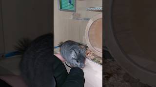 Chinchilla Sheri loves and obeys her owner😊 chinchilla chinchillalovers chinchillacuteness [upl. by Remus725]