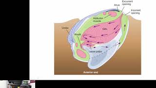 Mollusca Bivalvia [upl. by Siobhan]