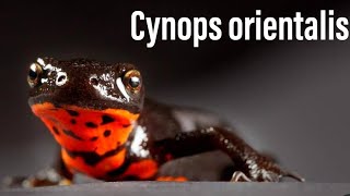 Cynops orientalis  scheda allevamento [upl. by Ward]