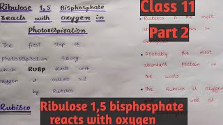 Ribulose 15 bisphosphatepart 2Class 11Chapter 13easy discussion [upl. by Areemas]