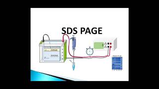 Gel Electrophoresis  PAGE amp PFGE [upl. by Leilah]