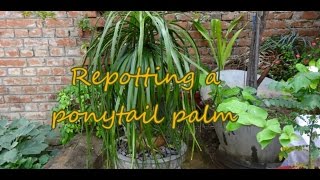 Gardening Repotting care pruning of a Ponytail Palm  Nolina  Elephant foot [upl. by Noell272]