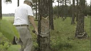 Turpentine Videos Chipping and Pulling [upl. by Marne]