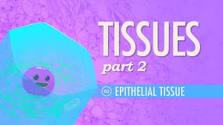 Tissues Part 2  Epithelial Tissue Crash Course Anatomy amp Physiology 3 [upl. by Haag272]