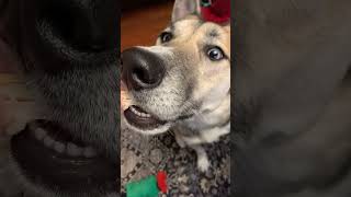 dog eating chicken husky belusky belgianmalinois malinois dogshorts doggo dogsofyoutube dog [upl. by Charline]