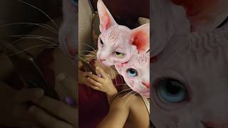 Cat fun  shorts ytshorts funny comedy funnycomedy rap trending youtubeshorts comedymovies [upl. by Htebazileharas]