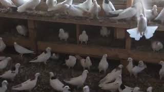 Pigeons Armenian Tumbler Pigeon culbutant arménien  حمامة البهلوان الأرمني [upl. by Elbys]