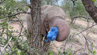 Mhambi the Woolly Elephant Forages with Khanyisa Tokwe Pisa amp Mambo 🐘🌱 [upl. by Enrika334]