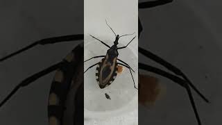 Triatoma brasiliensis A espécie é o principal vetor da doença de Chagas no nordeste brasileiro [upl. by Econah]