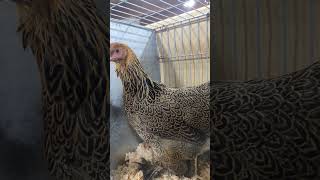 pencilled brahma hen chickens bantam [upl. by Gnen120]