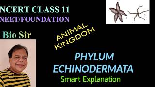 Phylum Echinodermata  Animal Kingdom  Class 11  Biology  NEET  Chapter 4 [upl. by Ecinhoj]