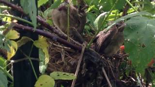 Baby Cardinals Ready to Leave Nest [upl. by Gennaro]