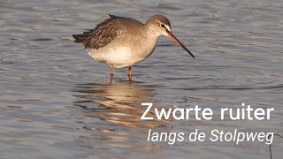 Zwarte ruiter langs de Stolpweg 1177 [upl. by Dnalrah465]