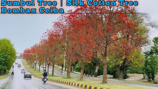 Sumbul Tree  Cotton Tree  سنبل کا درخت  Bombax Ceiba [upl. by Ahsinak400]