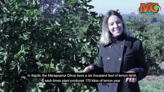 Marapoama Citrus  English [upl. by Auot]