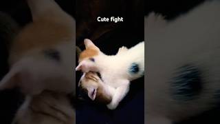 Cute kitten 🐈🐈cat kitten shorts viral [upl. by Rehoptsirhc]