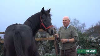 Connemara Pony Breeder  Jimmy Canavan [upl. by Carolynn]