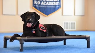 Frankie Labrador Retriever Psychiatric Service Dog Demonstration [upl. by Camilla]