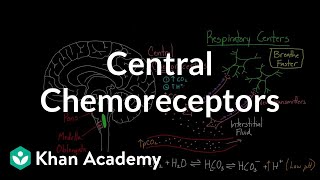 Central chemoreceptors  Respiratory system physiology  NCLEXRN  Khan Academy [upl. by Nestor]