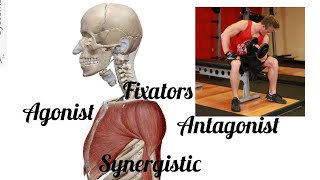 Group action of muscles  agonist antagonist synergistic amp fixators anatomy shortvideo viral [upl. by Airdnekal]