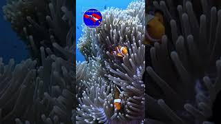 Exploring the Reef Clownfish Up Close scubadiving bali amed [upl. by Orfinger687]