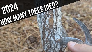 Out of 100 fruit trees how many fruit trees died in this last heat wave and how to know 2024 8b [upl. by Garold]