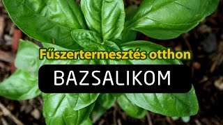 Fűszertermesztés otthon  a Bazsalikom [upl. by Devina]