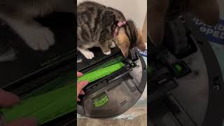 Kittens Trying to Mess With The Roomba 🐱😅  Week 95  Short 308 cat kitten animals dailyvlog [upl. by Yderf149]