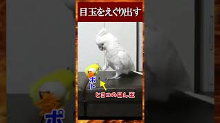 ヒヨコのおもちゃで遊ぶたろちゃんは肉食獣の様…💧 Cockatoo playing with a chicks toy is like a carnivore hunting💧 オウム [upl. by Nickola]