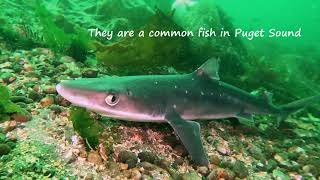 Dogfish Sharks In Puget Sound [upl. by Oys371]