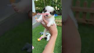 baanminidogpetshop shihtzu สอบถามเพิ่มเติม pomeranian ทัก ID  minidogใส่ ด้วยนะ โทร0898717916 [upl. by Nicholl]