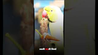 Lali lali mircha gjb tola bhaaiye cg chhattisgarh explorepage song mithhu [upl. by Traweek]