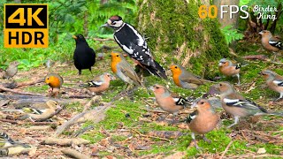 Cat TV for Cats to Watch 😺🐦‍⬛ The Cutest Birds in the Forest 🐿 8 Hours 4K HDR 60FPS [upl. by Labotsirhc436]