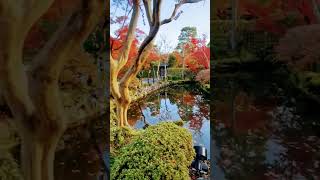 Autumn 🍁 Kiyomizu dera temple [upl. by Inalaeham730]