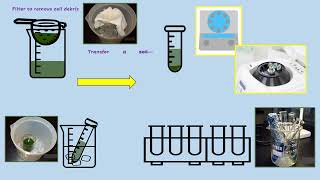 AQA A LEVEL BIOLOGY  REQUIRED PRACTICAL 8 PHOTOSYNTHESIS DEHYDROGENASE ACTIVITY [upl. by Nickerson]