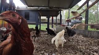 Backyard Chickens  September 18 2024  Daily Video 🐣🐥🐤🐔🐓 [upl. by Norag]