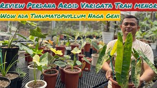 REVIEW PERDANA AROID VARIGATA TRAH MENORITA ⁉️ WOW ADA THAUMATOPHYLLUM NAGA GENI [upl. by Hnao]