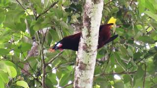 Montezuma oropendola calling Psarocolius montezuma [upl. by Little803]