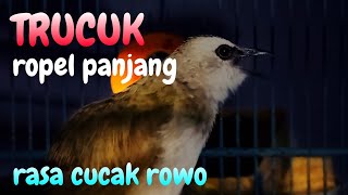 TRUCUKAN GACOR ROPEL MEWAH RASA CUCAK ROWO [upl. by Nanis]