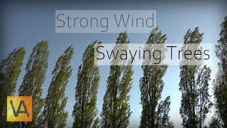 Strong Wind Blowing Through Trees Natural White NoiseRelaxing Sound for Sleeping [upl. by Adnilreh215]