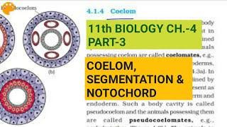 Class 11 BiologyCh4 Part3Coelomsegmentation amp notochordStudy with Farru [upl. by Attalie279]