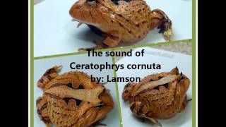 The Sound of Ceratophrys cornuta 霸王角蛙 [upl. by Penni588]