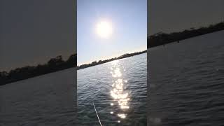 OHHH NO FLATHEAD shorts gopro fishing barwonriver geelong instagram fishingaustralia [upl. by Orsino]