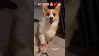 So love you😍😍😍lovesong love doglover lovesongscute tamil musiclove [upl. by Yenolem]